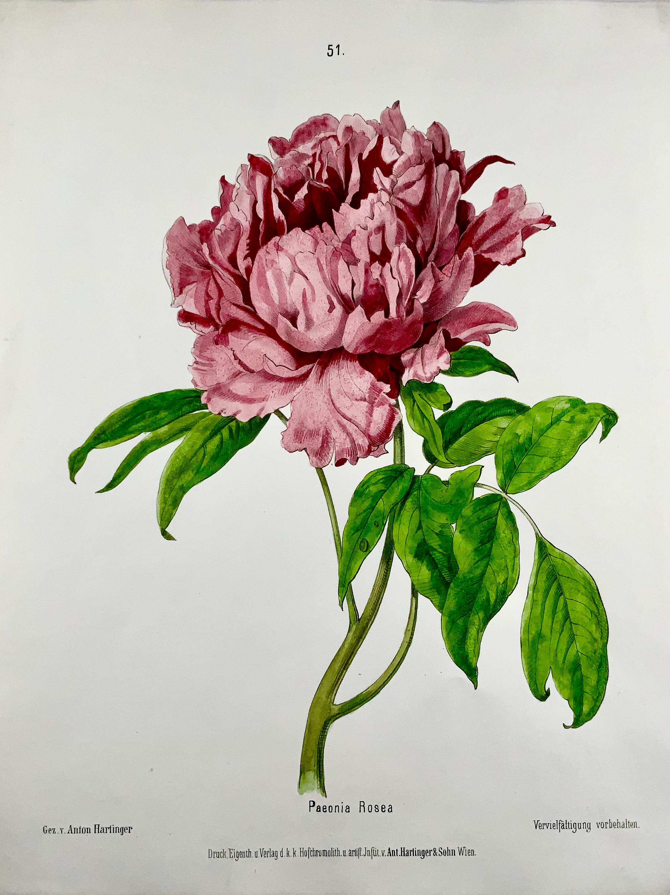 Peint à la main Anton Hartinger, Paeonia Rose, lithographie sur pierre avec folio coloré à la main, 1860c en vente