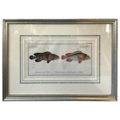 1860s German Fish Print in Silver Leaf Frame