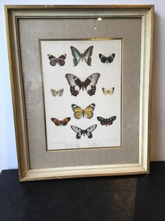 1860s Hand Colored Butterfly Engraving
