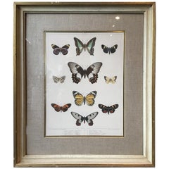 1860s Hand Colored Butterfly Engraving