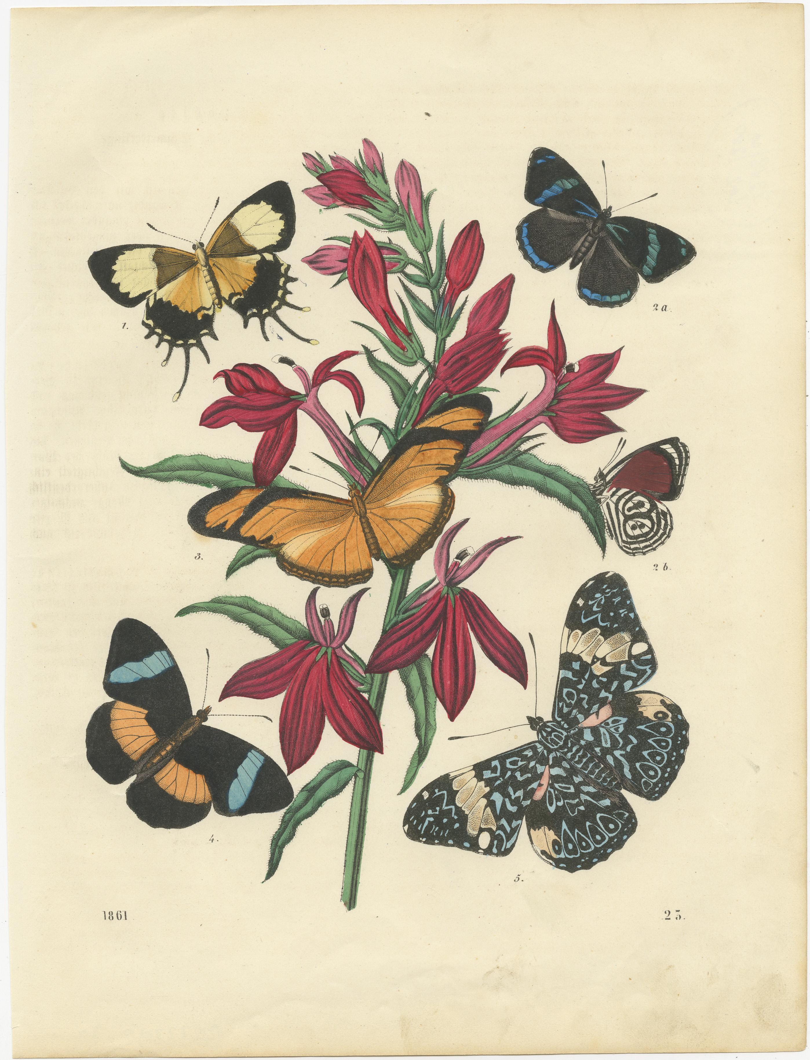Titel: 1861 Handkolorierte Lithographie von Schmetterlingen und botanischen Blumen

Beschreibung: Diese lebhafte handkolorierte Lithografie aus dem Jahr 1861 zeigt eine Vielzahl von Schmetterlingsarten, die um eine auffallend rot blühende Pflanze