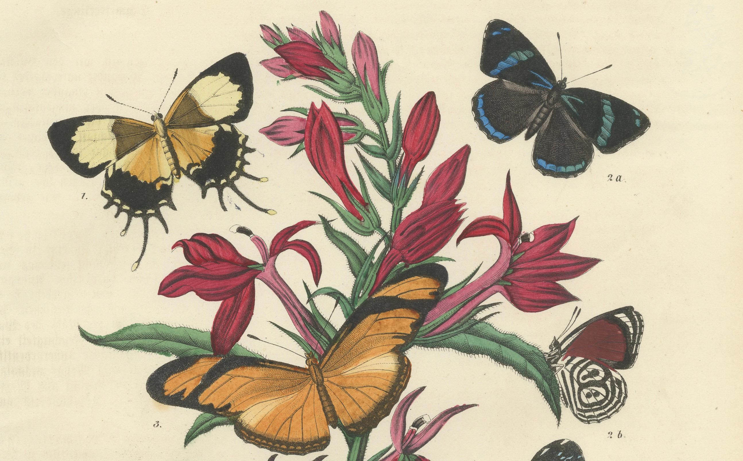 1861 Handkolorierte Lithographie von Schmetterlingen und botanischen Blumen im Zustand „Gut“ im Angebot in Langweer, NL