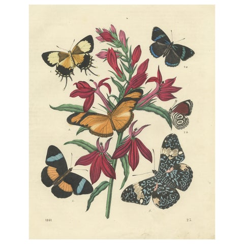 1861 Hand-Colored Lithograph of Butterflies and Botanical Flowers