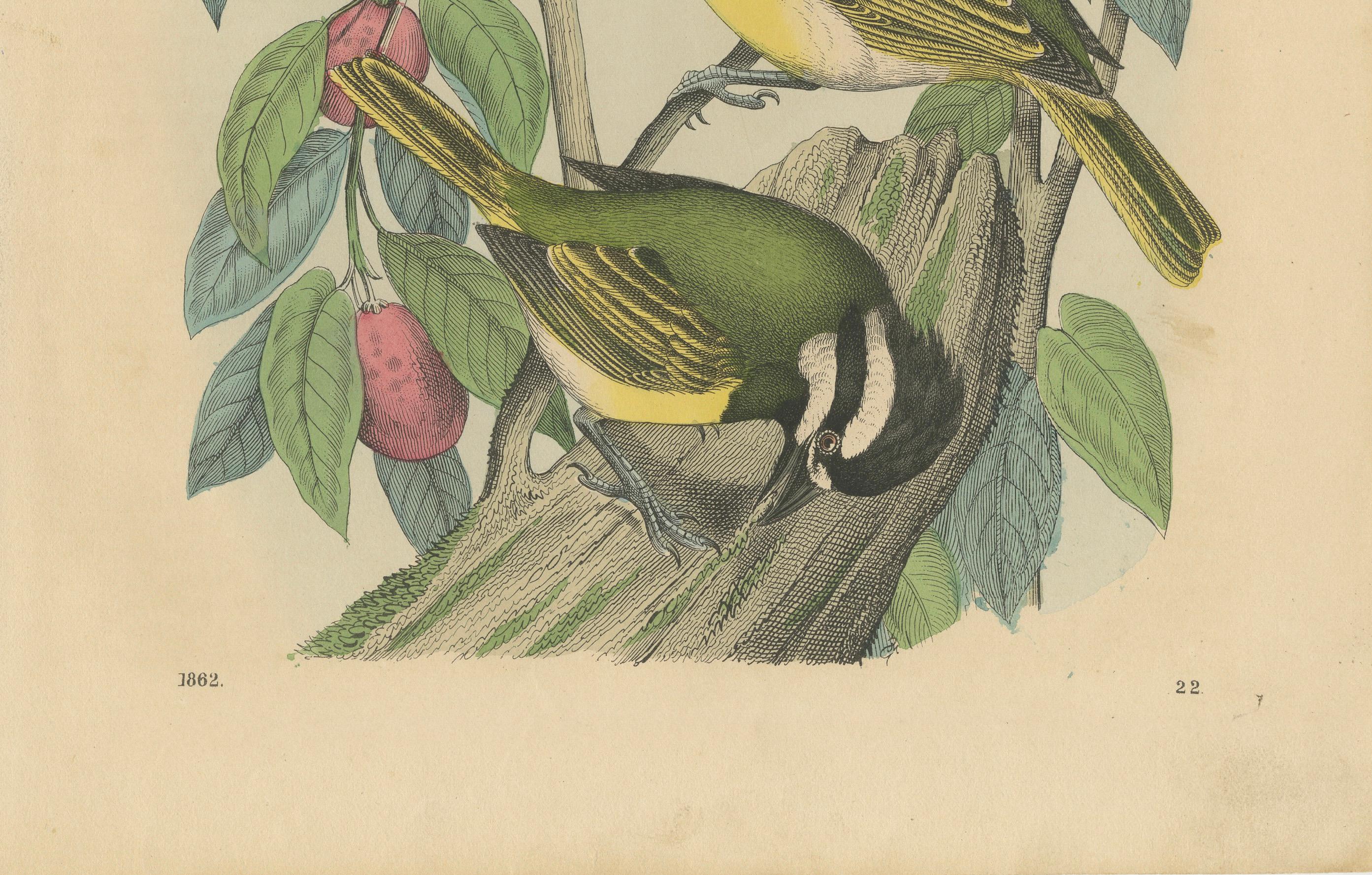 Title: 1862 Trio of Yellow-Breasted Tits - Rare Hand-Colored Lithograph from Carl Hoffmann's *Book of the World*

Description:  
This 1862 hand-colored lithograph showcases three striking Yellow-Breasted Tits perched on a tree branch surrounded by