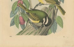 1862 Trio of Yellow-Breasted Tits - Rare Hand-Colored Lithograph from Hoffmann