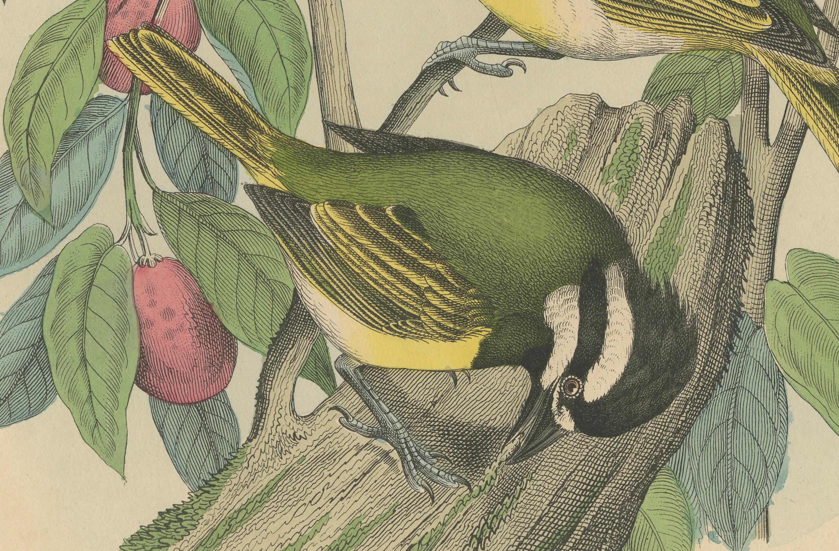 1862 Trio of Yellow-Breasted Tits - Rare Hand-Colored Lithograph from Hoffmann In Good Condition For Sale In Langweer, NL