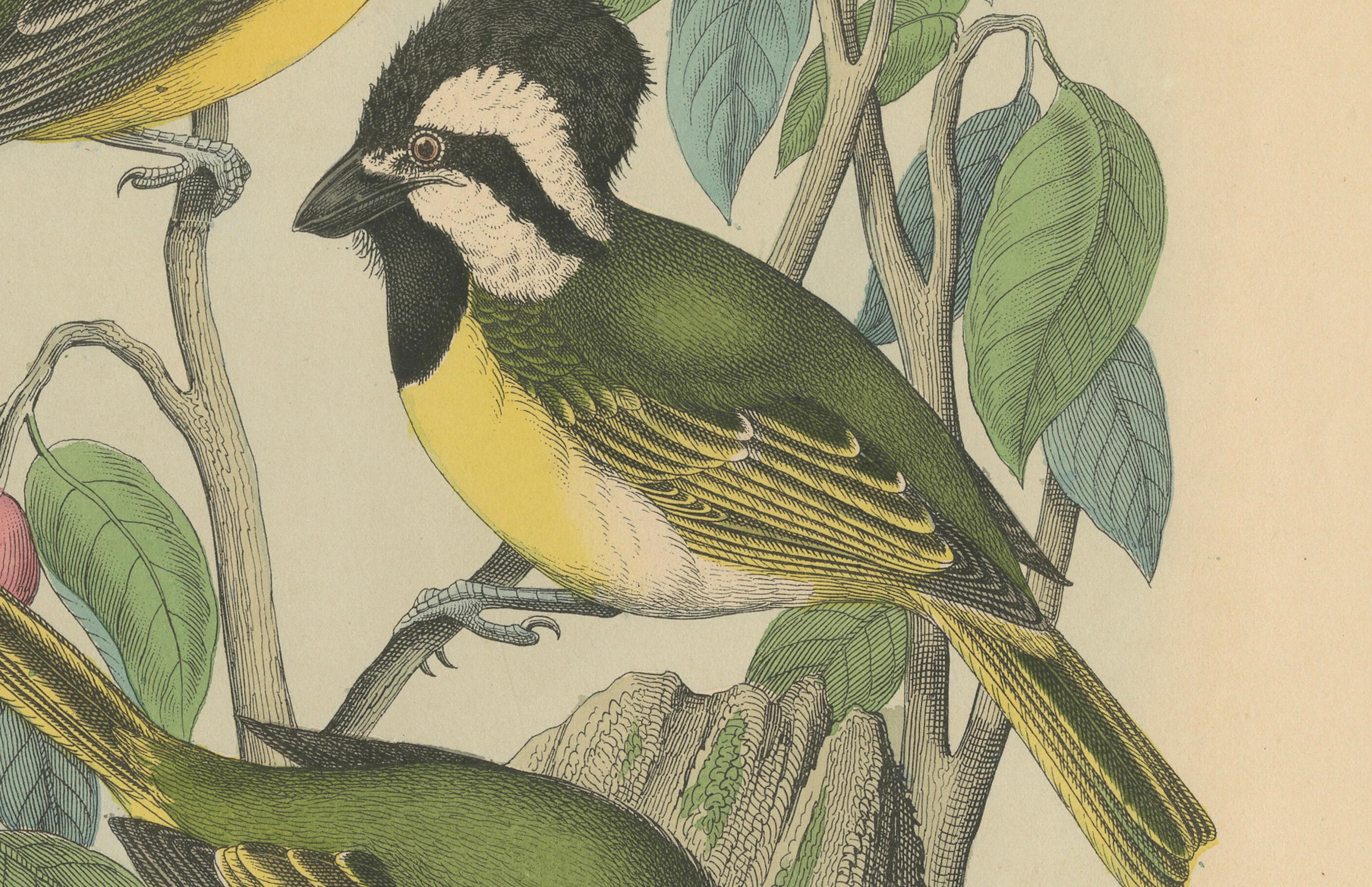Mid-19th Century 1862 Trio of Yellow-Breasted Tits - Rare Hand-Colored Lithograph from Hoffmann For Sale