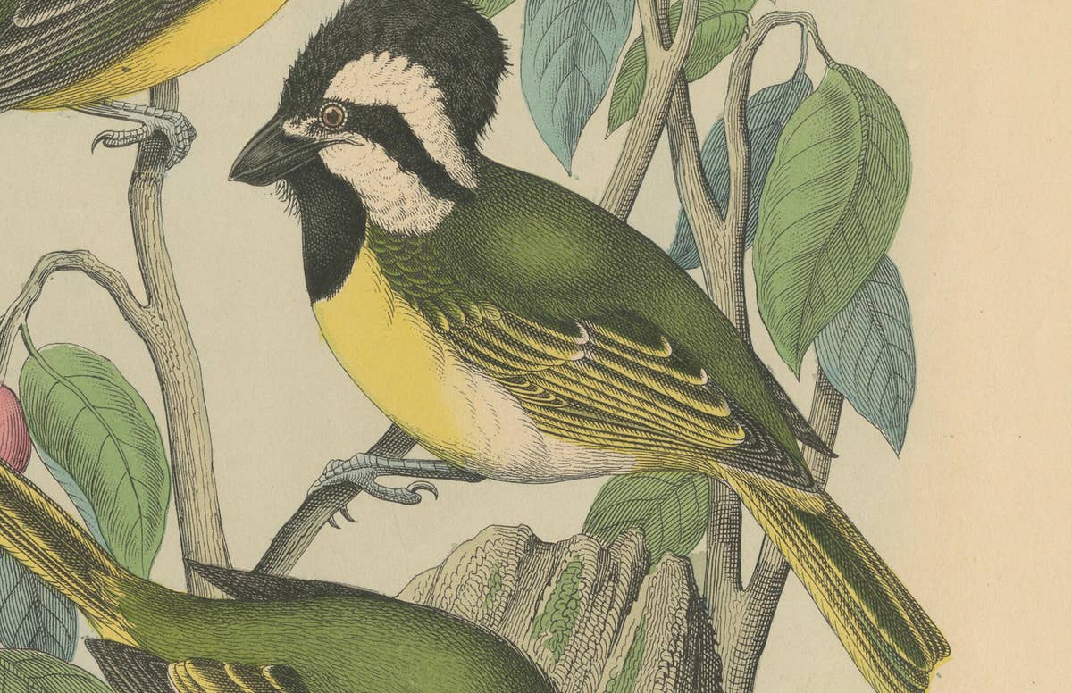 1862 Trio of Yellow-Breasted Tits - Rare Hand-Colored Lithograph from Hoffmann