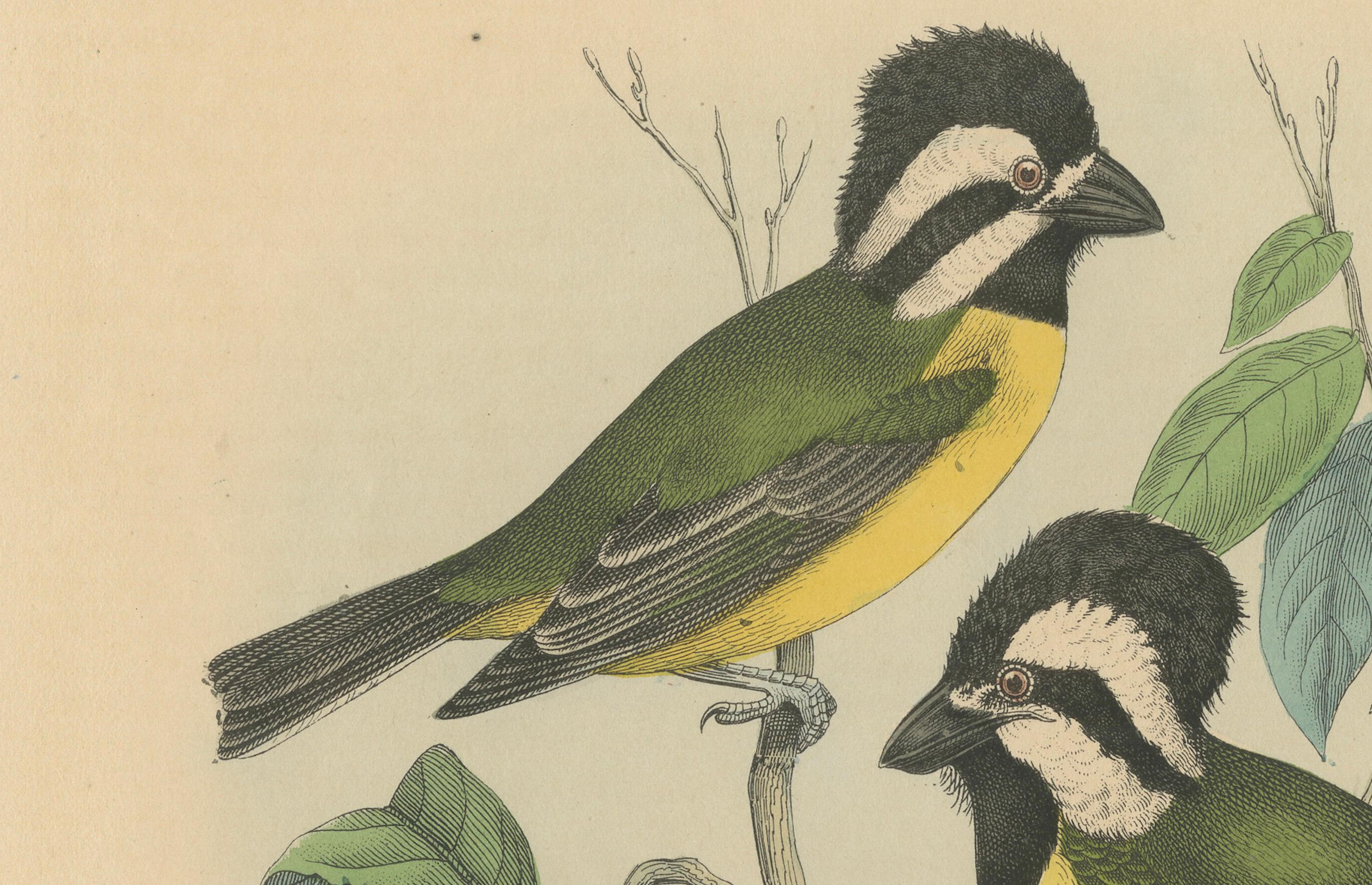 Paper 1862 Trio of Yellow-Breasted Tits - Rare Hand-Colored Lithograph from Hoffmann For Sale