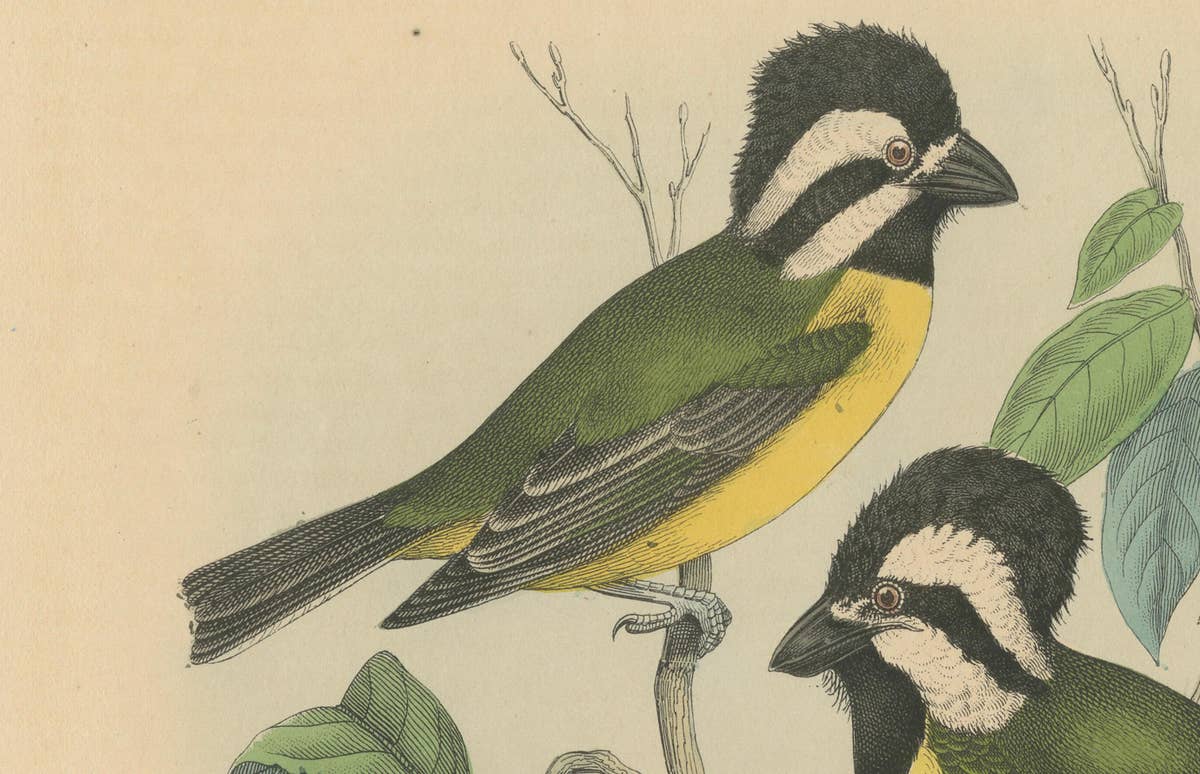 1862 Trio of Yellow-Breasted Tits - Rare Hand-Colored Lithograph from Hoffmann