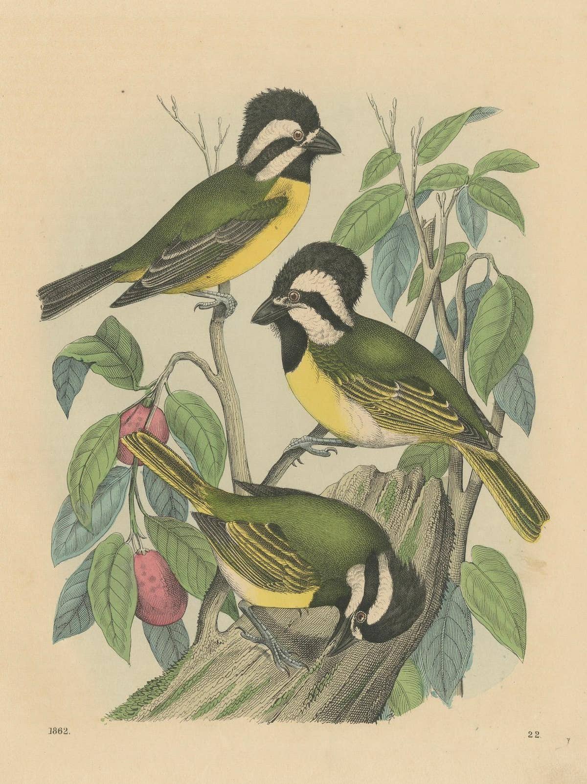 1862 Trio of Yellow-Breasted Tits - Rare Hand-Colored Lithograph from Hoffmann