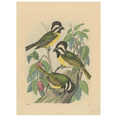 1862 Trio of Yellow-Breasted Tits - Rare Hand-Colored Lithograph from Hoffmann
