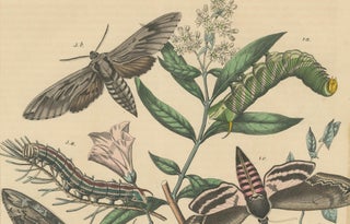 1863 Hand-Colored Lithograph of European Hawk Moths and Caterpillars, view 2