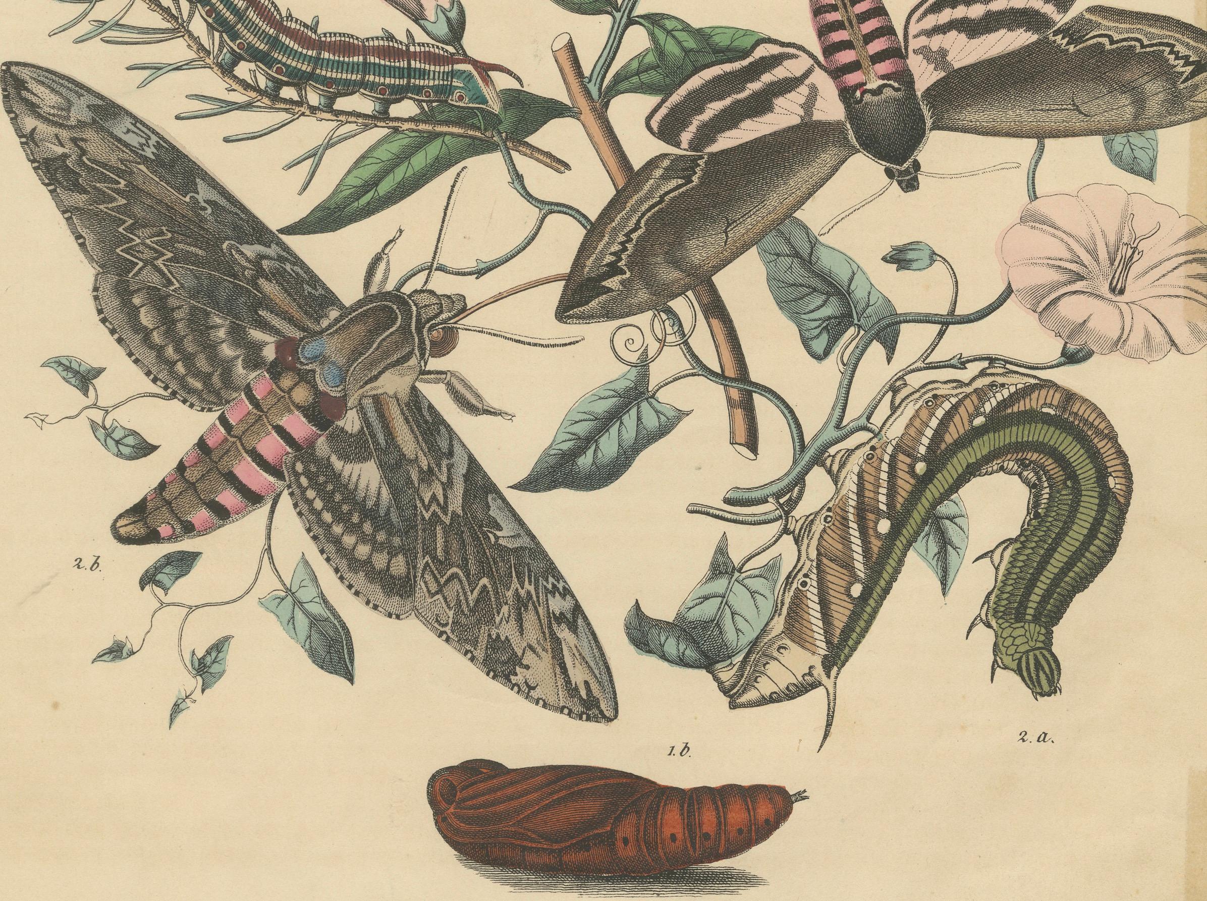 1863 Handkolorierte Lithographie europäischer Hawk Moths und Caterpillars im Zustand „Gut“ im Angebot in Langweer, NL