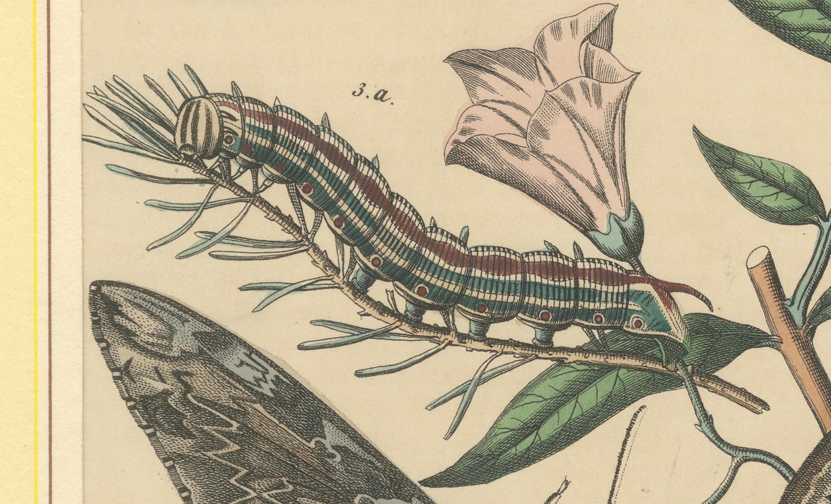 1863 Handkolorierte Lithographie europäischer Hawk Moths und Caterpillars (Mittleres 19. Jahrhundert) im Angebot