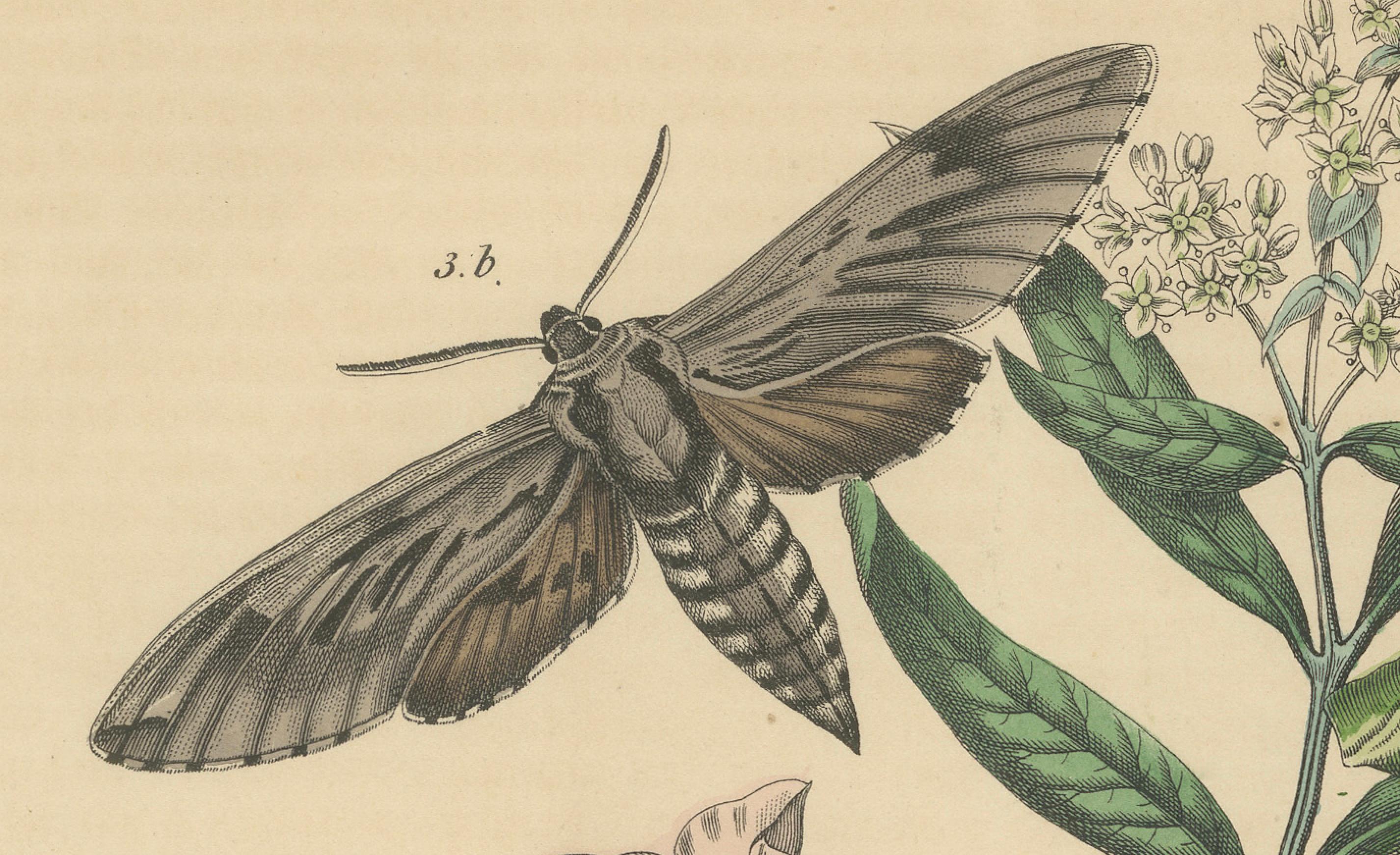 1863 Handkolorierte Lithographie europäischer Hawk Moths und Caterpillars (Papier) im Angebot