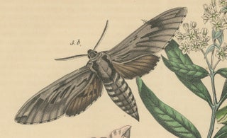 1863 Hand-Colored Lithograph of European Hawk Moths and Caterpillars, view 5