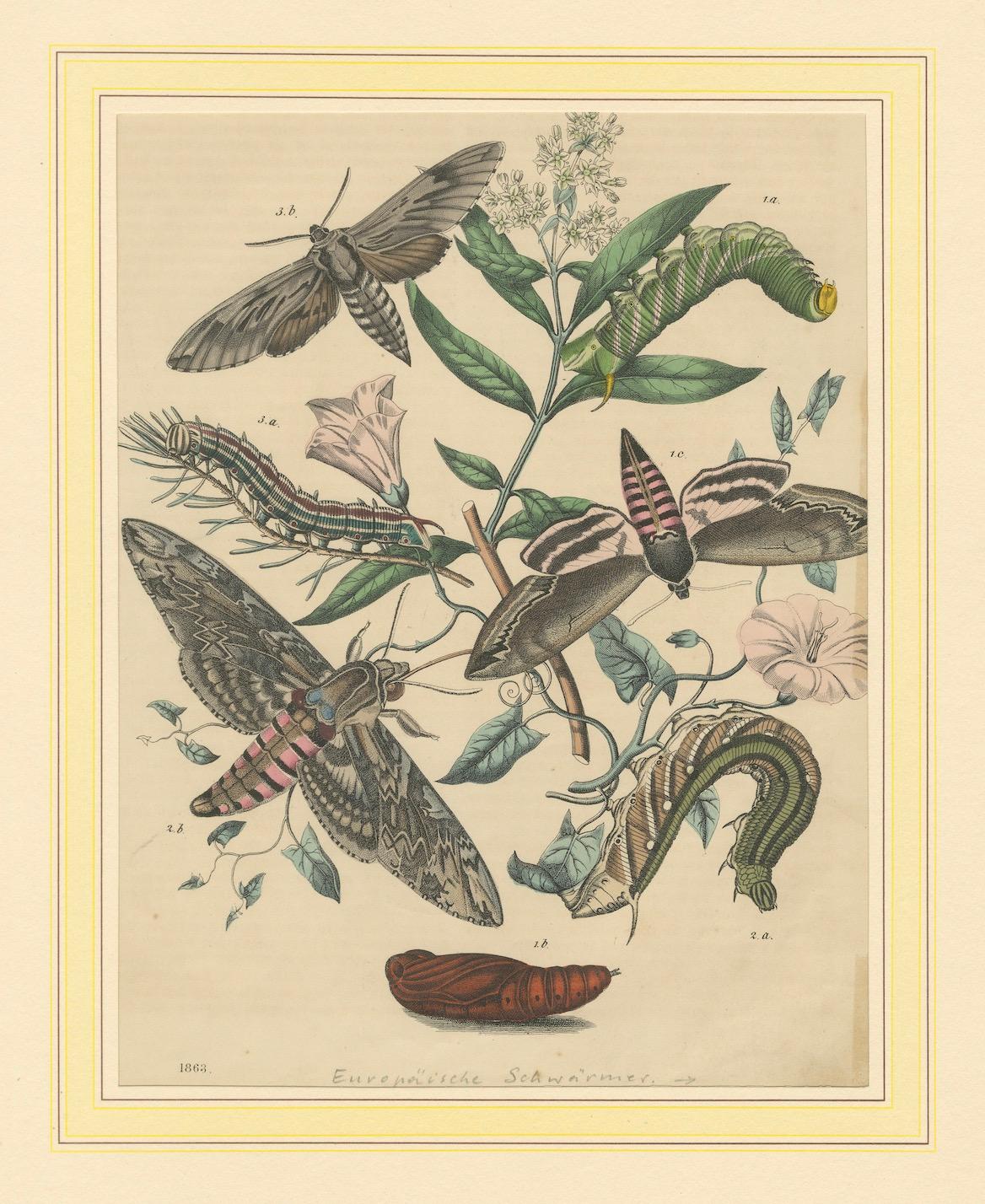 1863 Handkolorierte Lithographie europäischer Hawk Moths und Caterpillars im Angebot 1