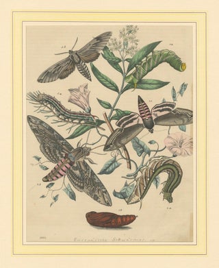 1863 Hand-Colored Lithograph of European Hawk Moths and Caterpillars, view 6