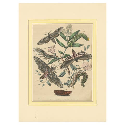 1863 Hand-Colored Lithograph of European Hawk Moths and Caterpillars