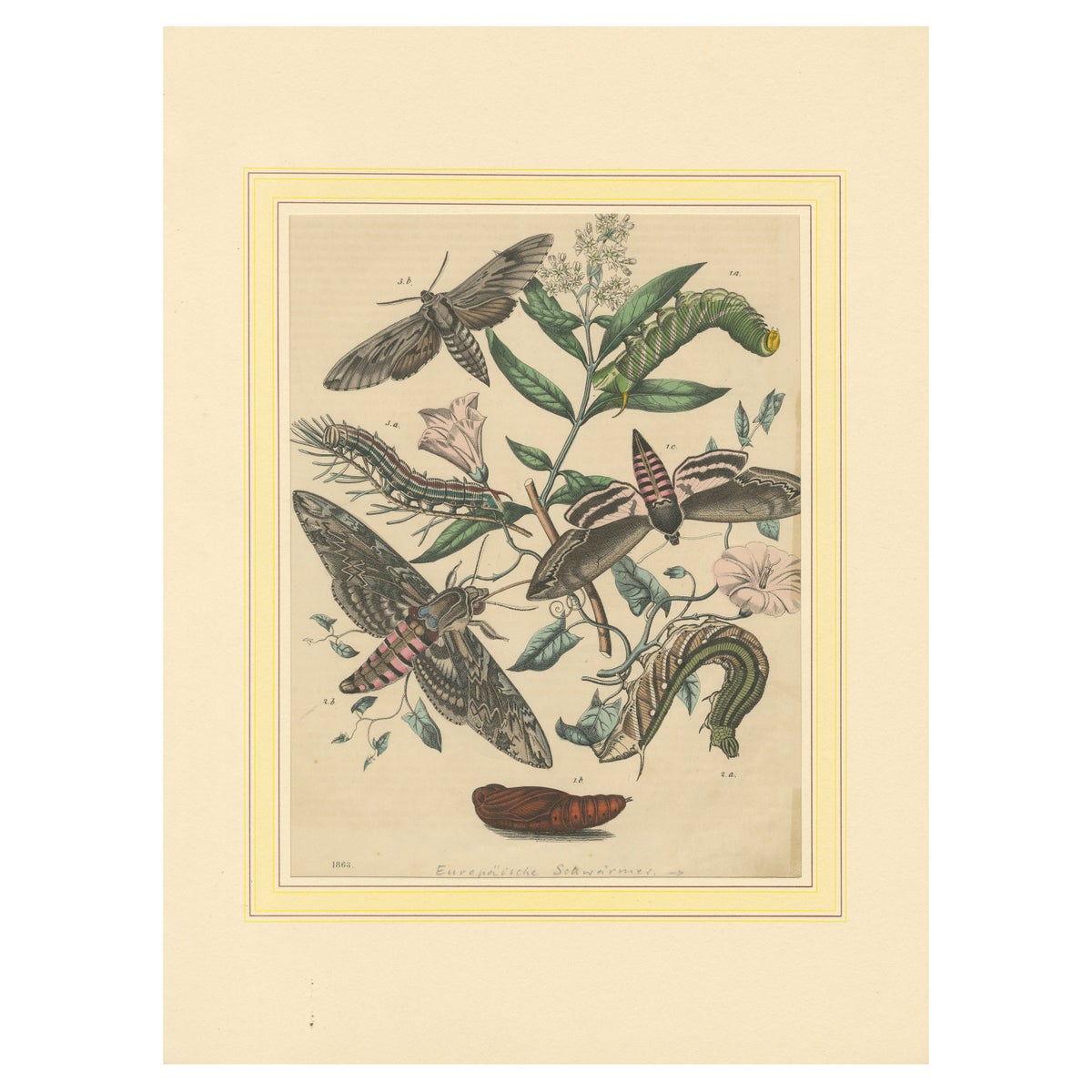 1863 Hand-Colored Lithograph of European Hawk Moths and Caterpillars