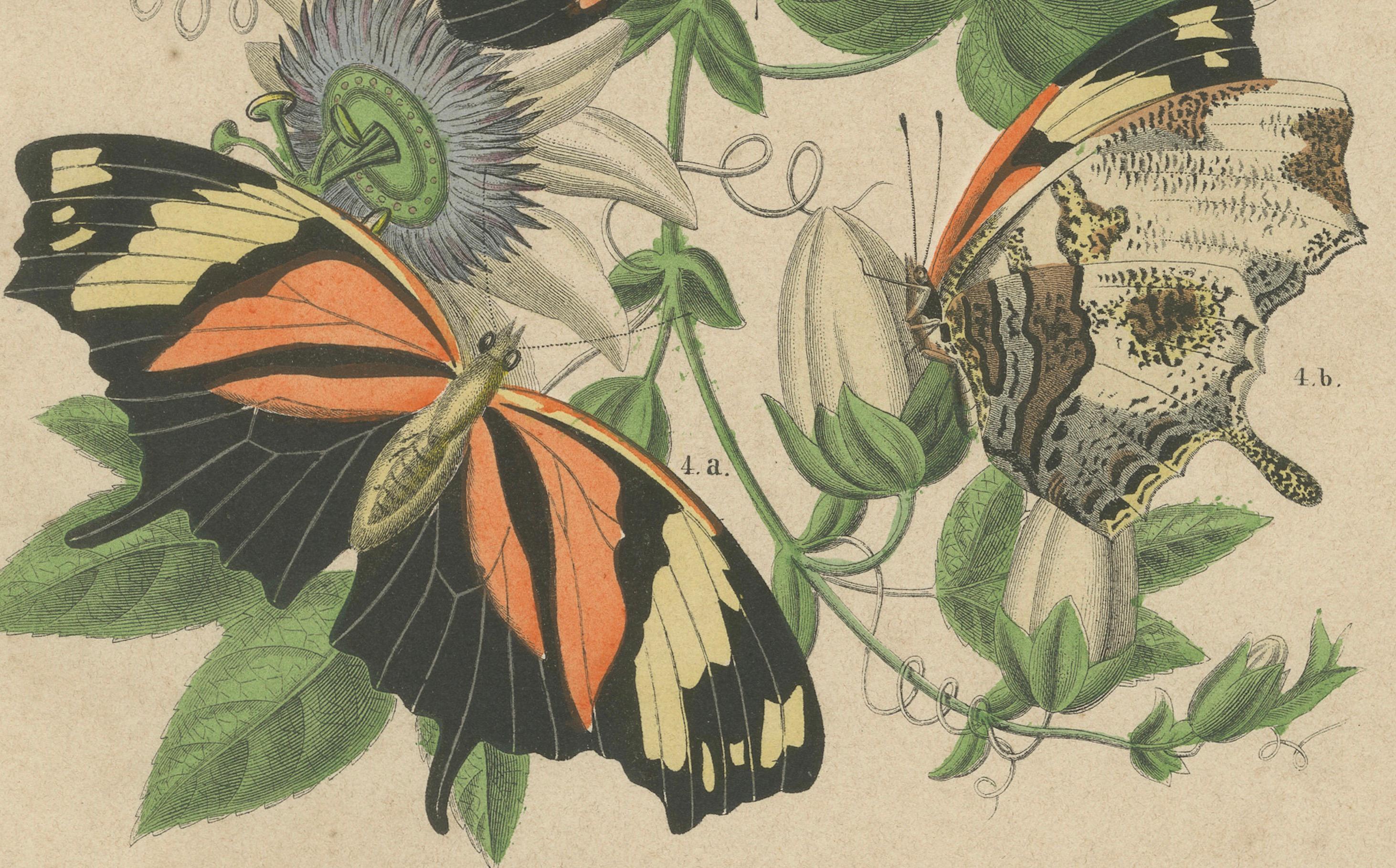 Titel: Handkolorierte Lithographie von 1867 mit südamerikanischen Schmetterlingen und Passionsblumen - ein beeindruckendes naturhistorisches Kunstwerk  

Beschreibung: Diese wunderschöne handkolorierte Lithografie aus dem Jahr 1867 zeigt eine