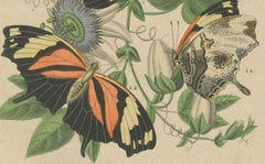 1867 Hand-Colored Lithograph of South American Butterflies and Passionflower