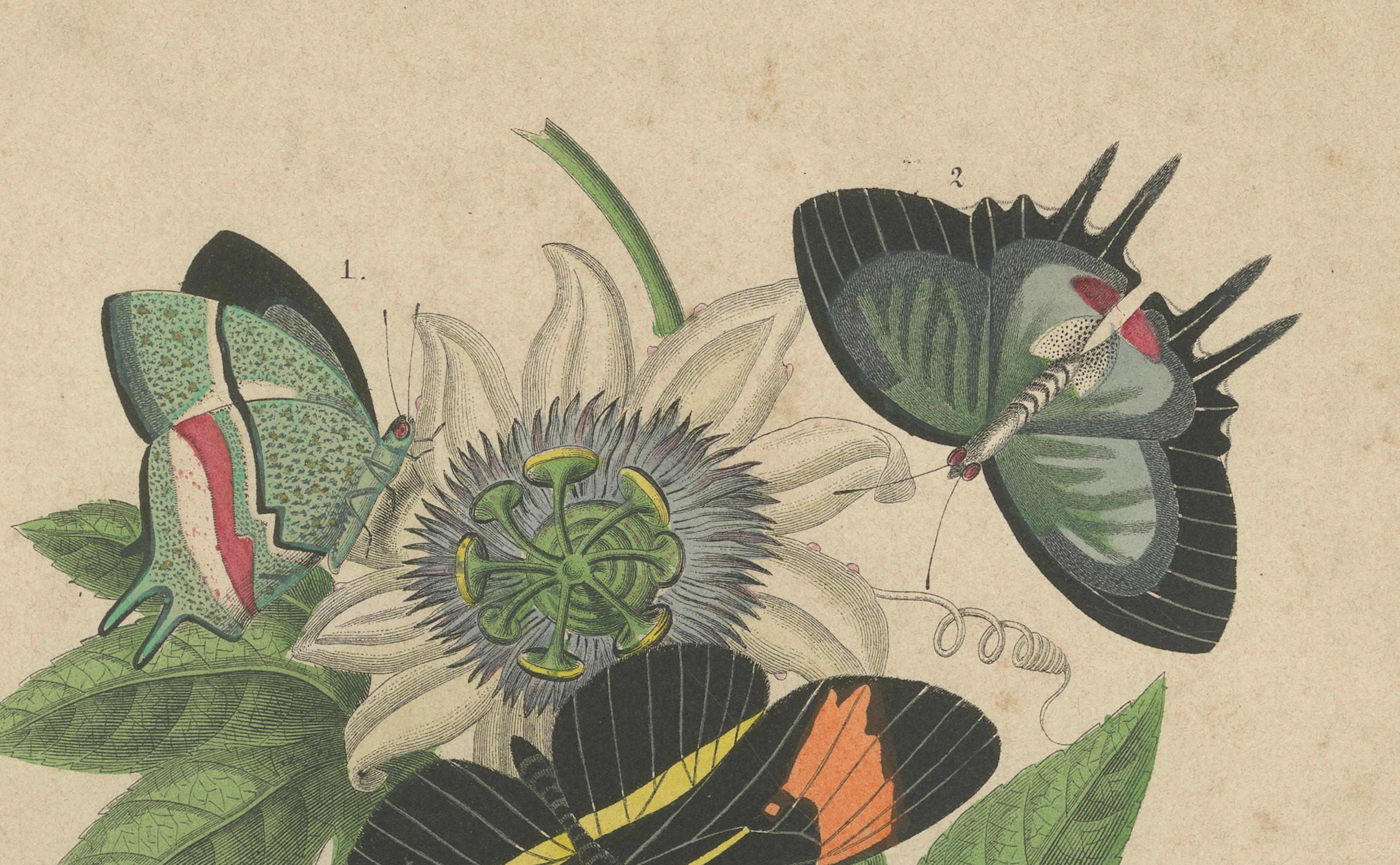 1867 Handkolorierte Lithographie von südamerikanischen Schmetterlingen und Passionsblumen im Zustand „Gut“ im Angebot in Langweer, NL