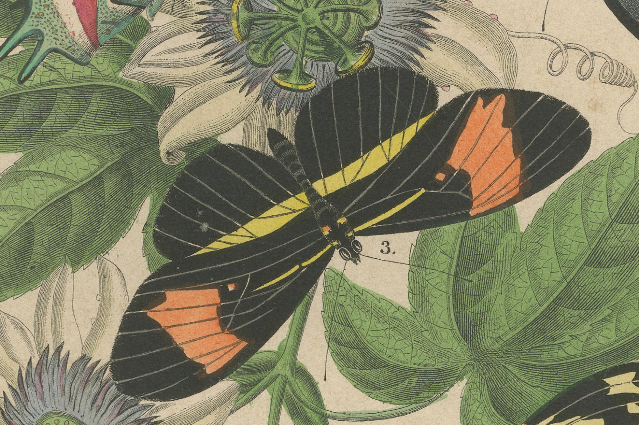 1867 Handkolorierte Lithographie von südamerikanischen Schmetterlingen und Passionsblumen (Mittleres 19. Jahrhundert) im Angebot