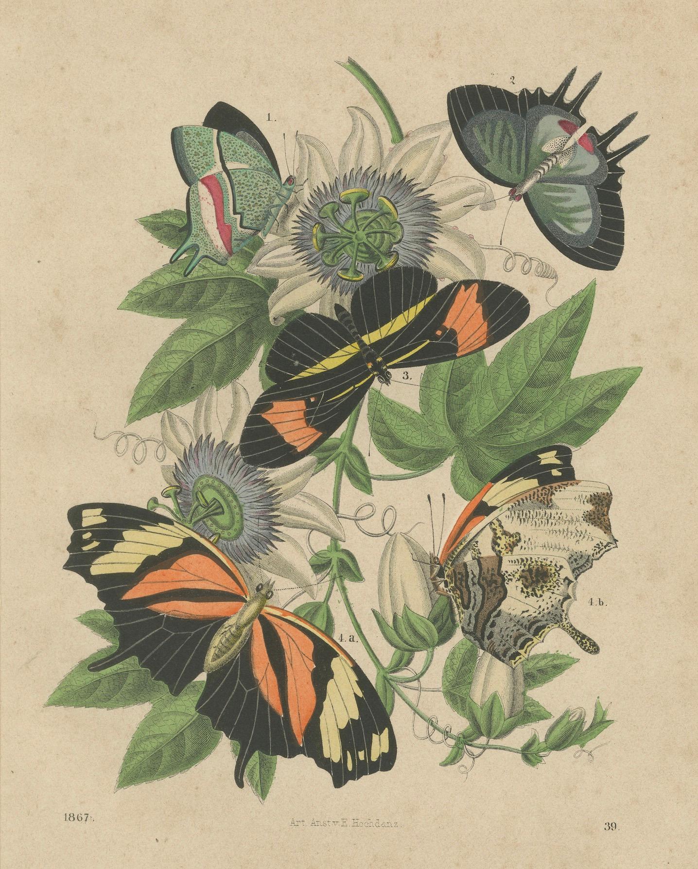 1867 Handkolorierte Lithographie von südamerikanischen Schmetterlingen und Passionsblumen (Papier) im Angebot