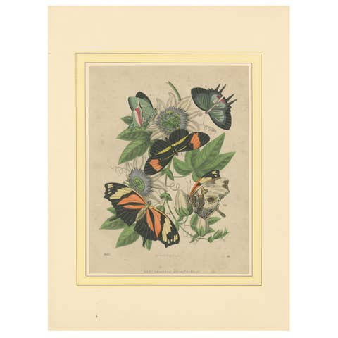 1867 Hand-Colored Lithograph of South American Butterflies and Passionflower