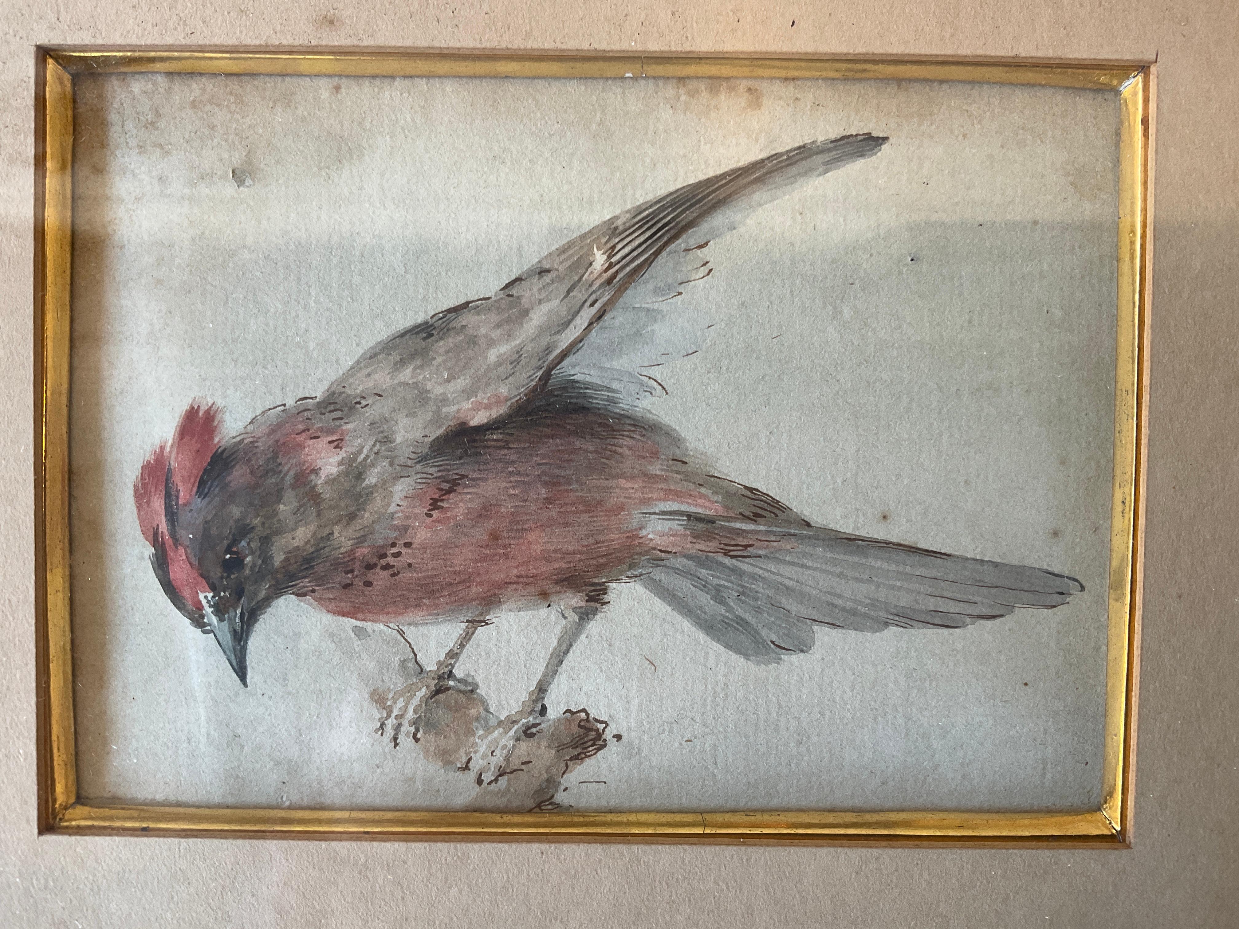 Aquarelle de 1870 représentant un oiseau.