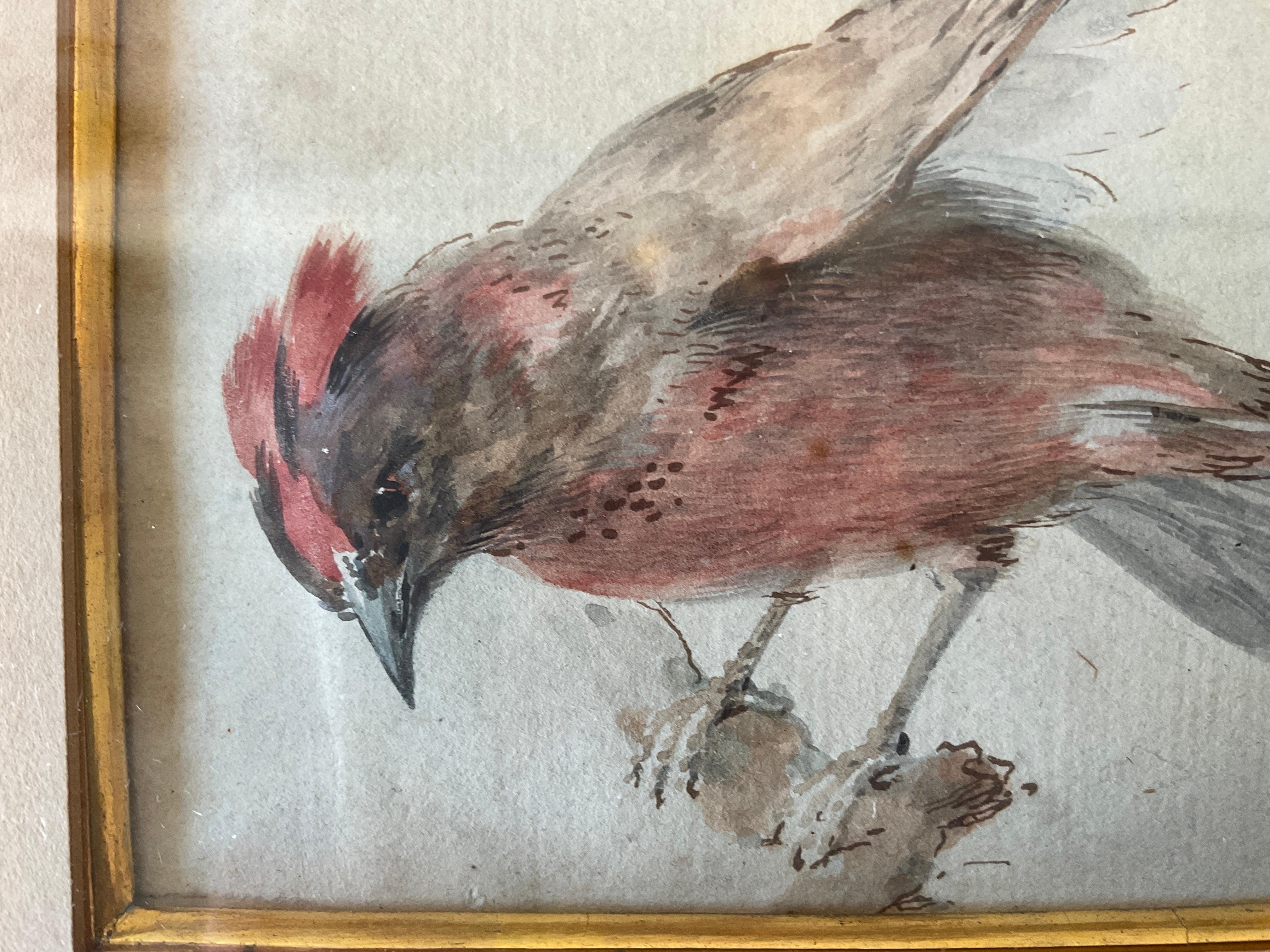 Aquarelle d'oiseau des années 1870 Bon état - En vente à Tarrytown, NY