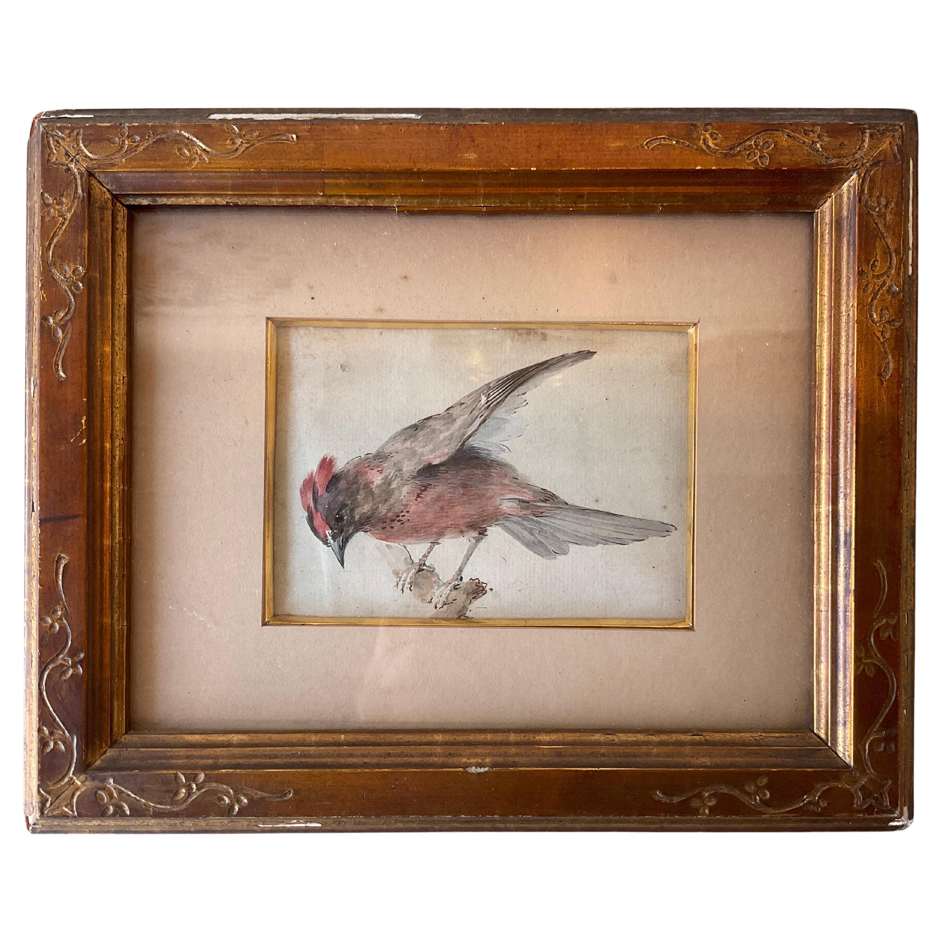 Aquarelle d'oiseau des années 1870