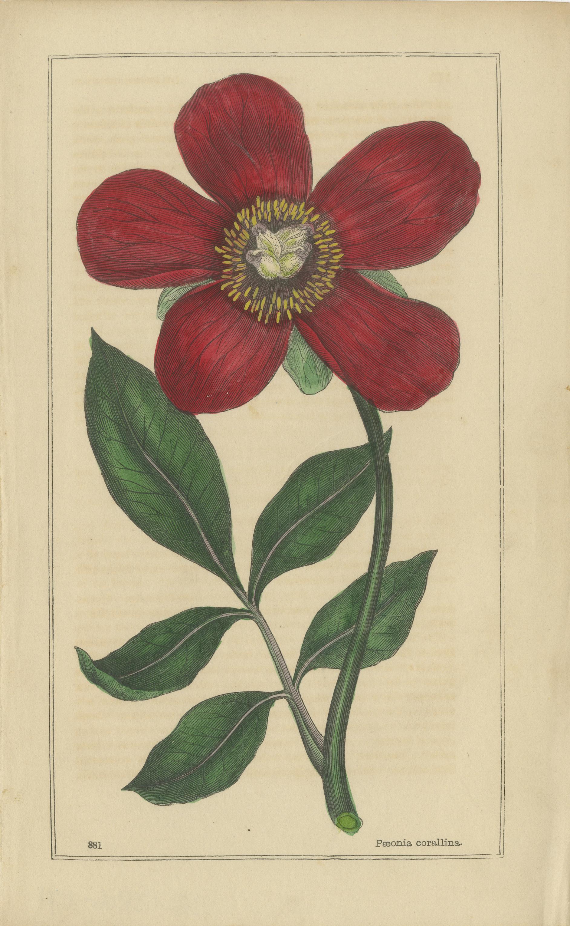 
1871 Botanical Prints of Paeonia and Butomus from Tunbridge Wells Flora

Offered here is a striking pair of original 19th-century botanical prints from The Flowering Plants of Tunbridge Wells and Neighbourhood by Richard Deakin, published in 1871