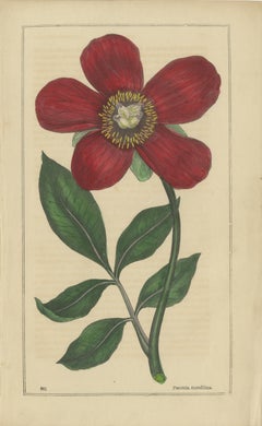 1871 Botanical Prints of Paeonia and Butomus from Tunbridge Wells Flora