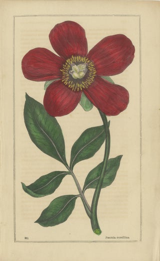 1871 Botanical Prints of Paeonia and Butomus from Tunbridge Wells Flora, view 2
