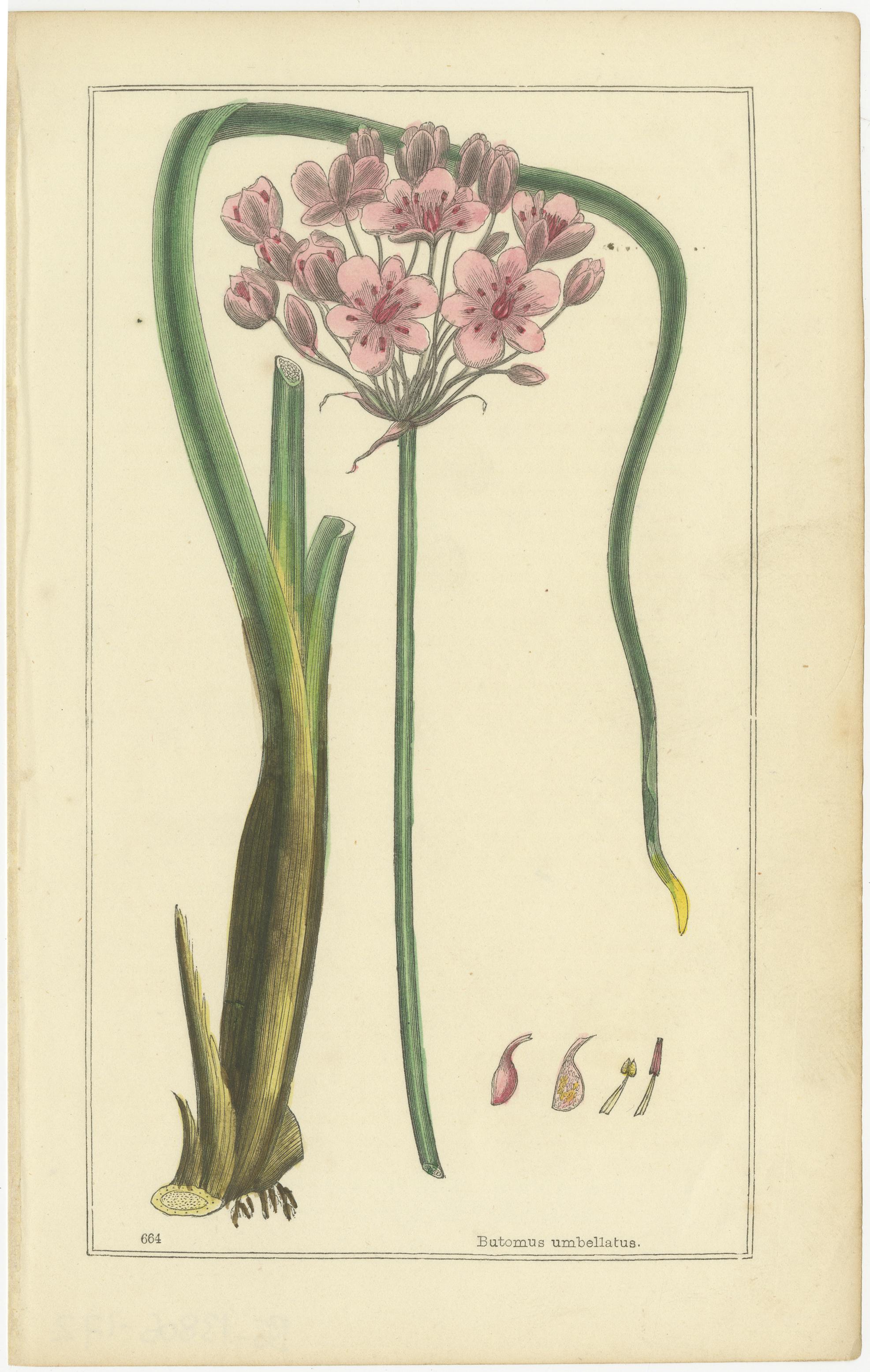 1871 Botanical Prints of Paeonia and Butomus from Tunbridge Wells Flora In Good Condition For Sale In Langweer, NL