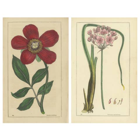 1871 Botanical Prints of Paeonia and Butomus from Tunbridge Wells Flora