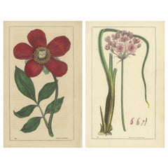1871 Botanical Prints of Paeonia and Butomus from Tunbridge Wells Flora