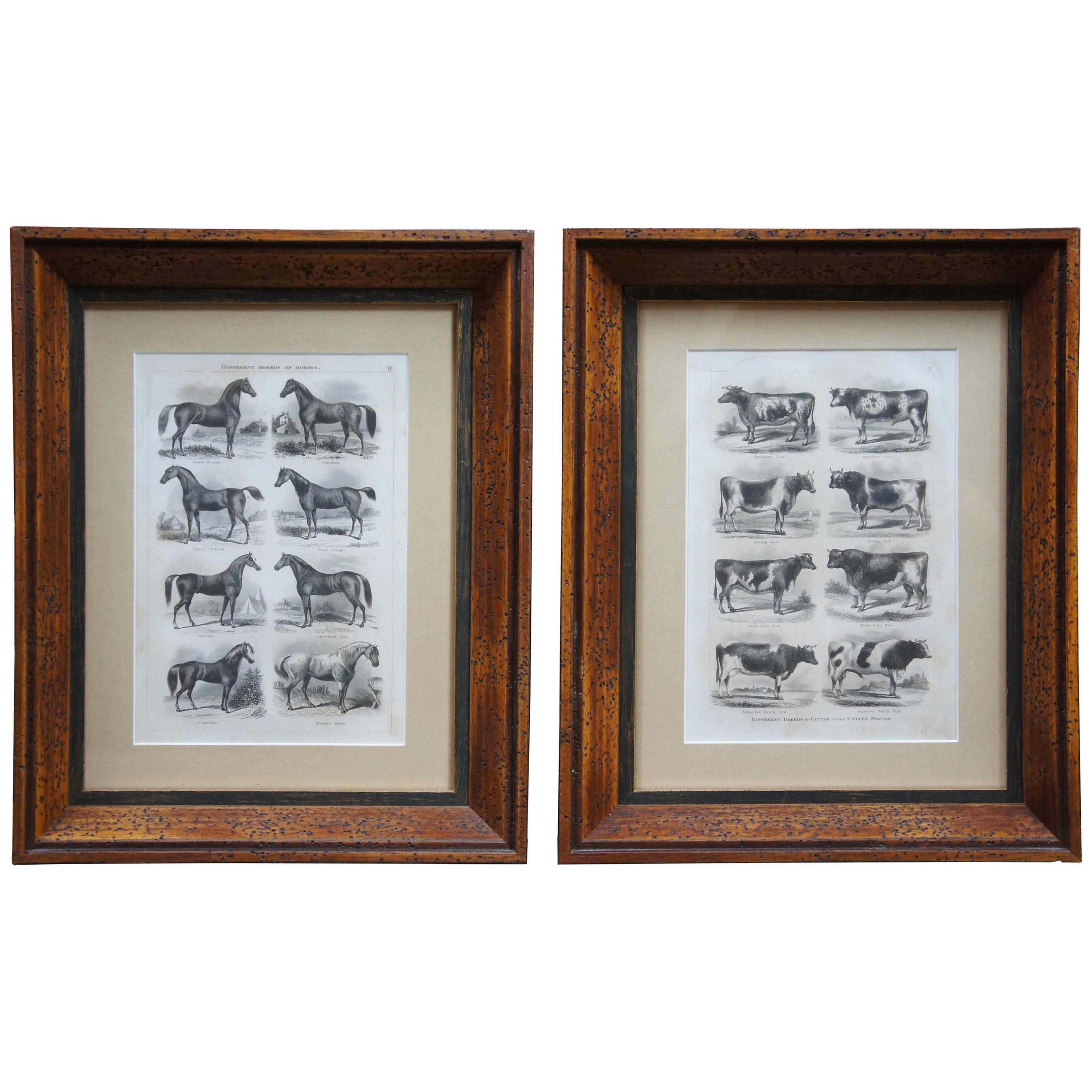 1873 Antique Breeds of Horses and Cattle Black 
White Engraving Cows Distressed