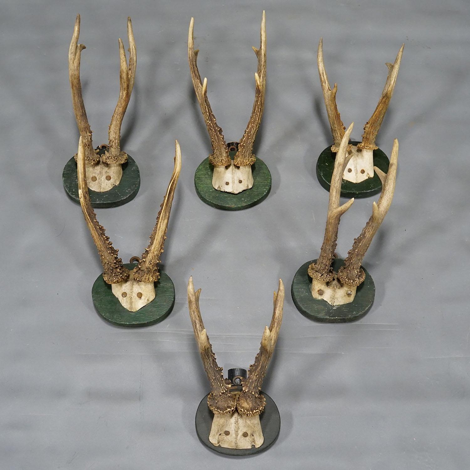 Allemand Ensemble de trophées de cerfs de Black Forest des années 1880 sur plaques en bois tourné en vente