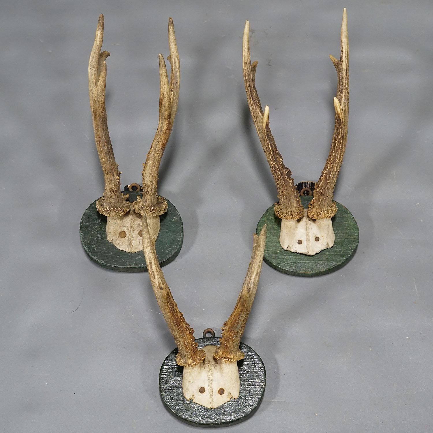 1880s Black Forest Deer Trophy Set on Turned Wooden Plaques In Good Condition For Sale In Berghuelen, DE