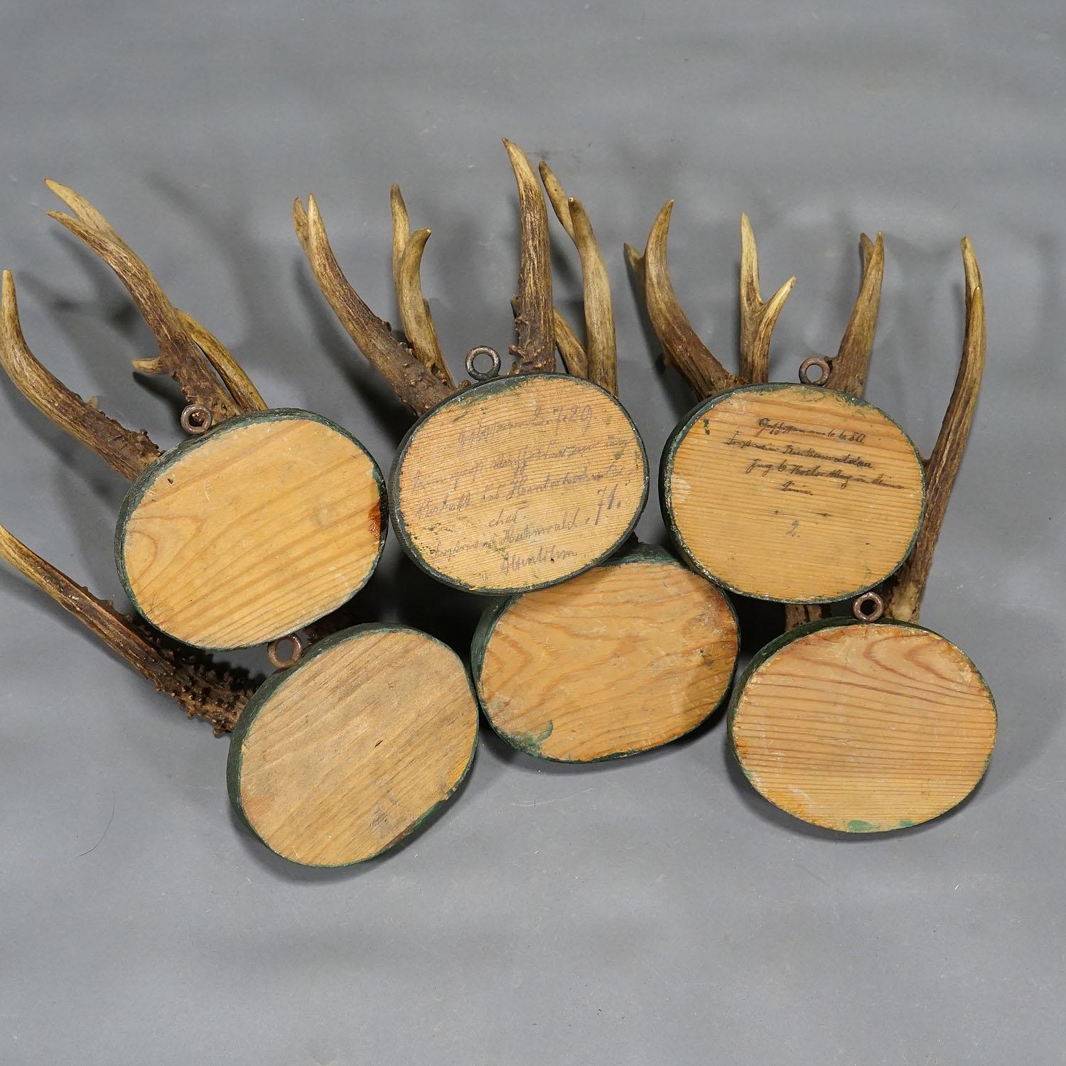 Antler 1880s Black Forest Deer Trophy Set on Turned Wooden Plaques For Sale