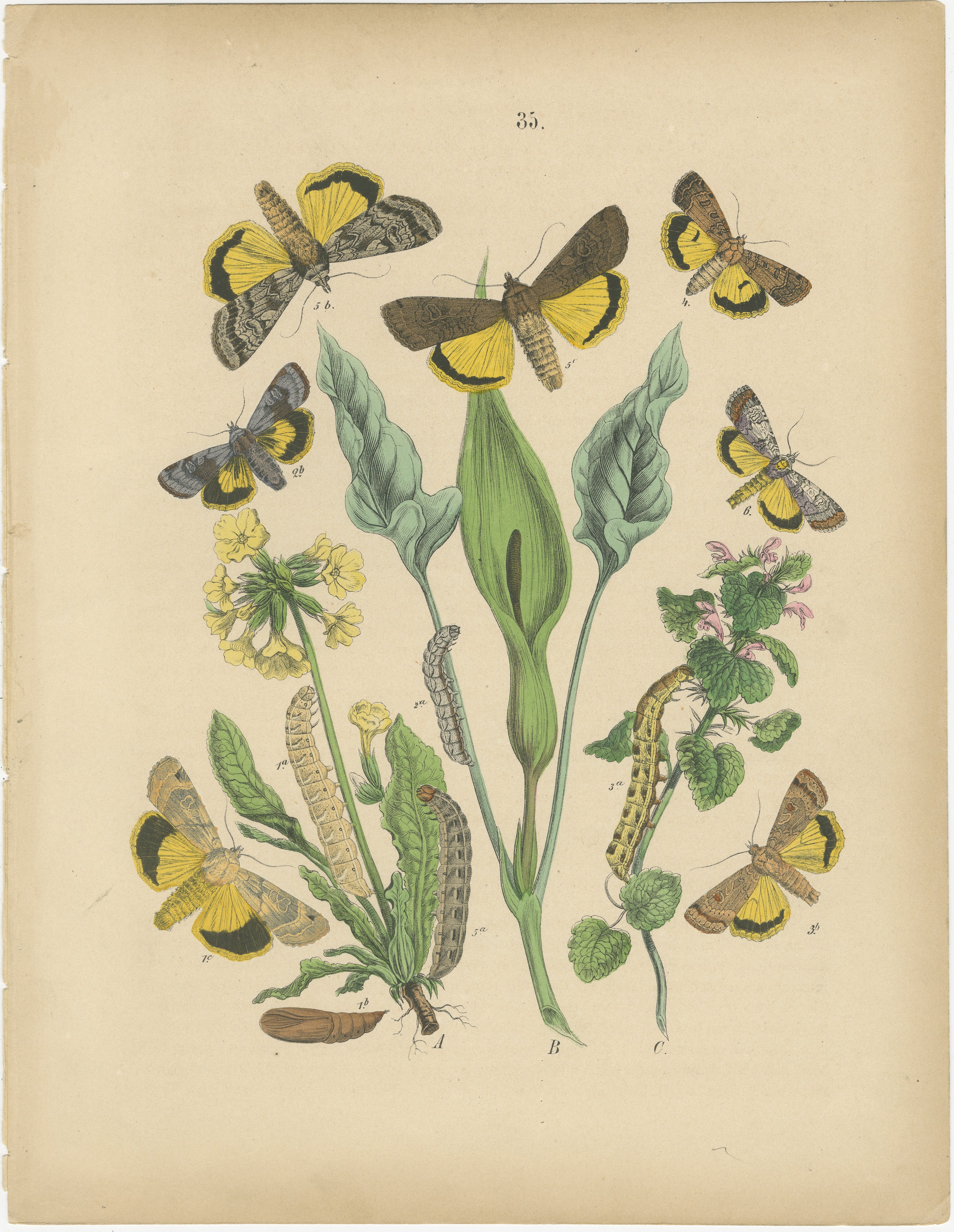 A showcase of a collection of moth species, including the Lover's Knot, Heart and Dart, and possibly Owl Moths, as indicated in the description. These are detailed in an original antique lithograph by William Forsell Kirby, created for Cassell and