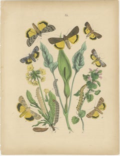 Owl Moths: Lover's Knot and Heart and Dart Lithograph by Kirby, 1882