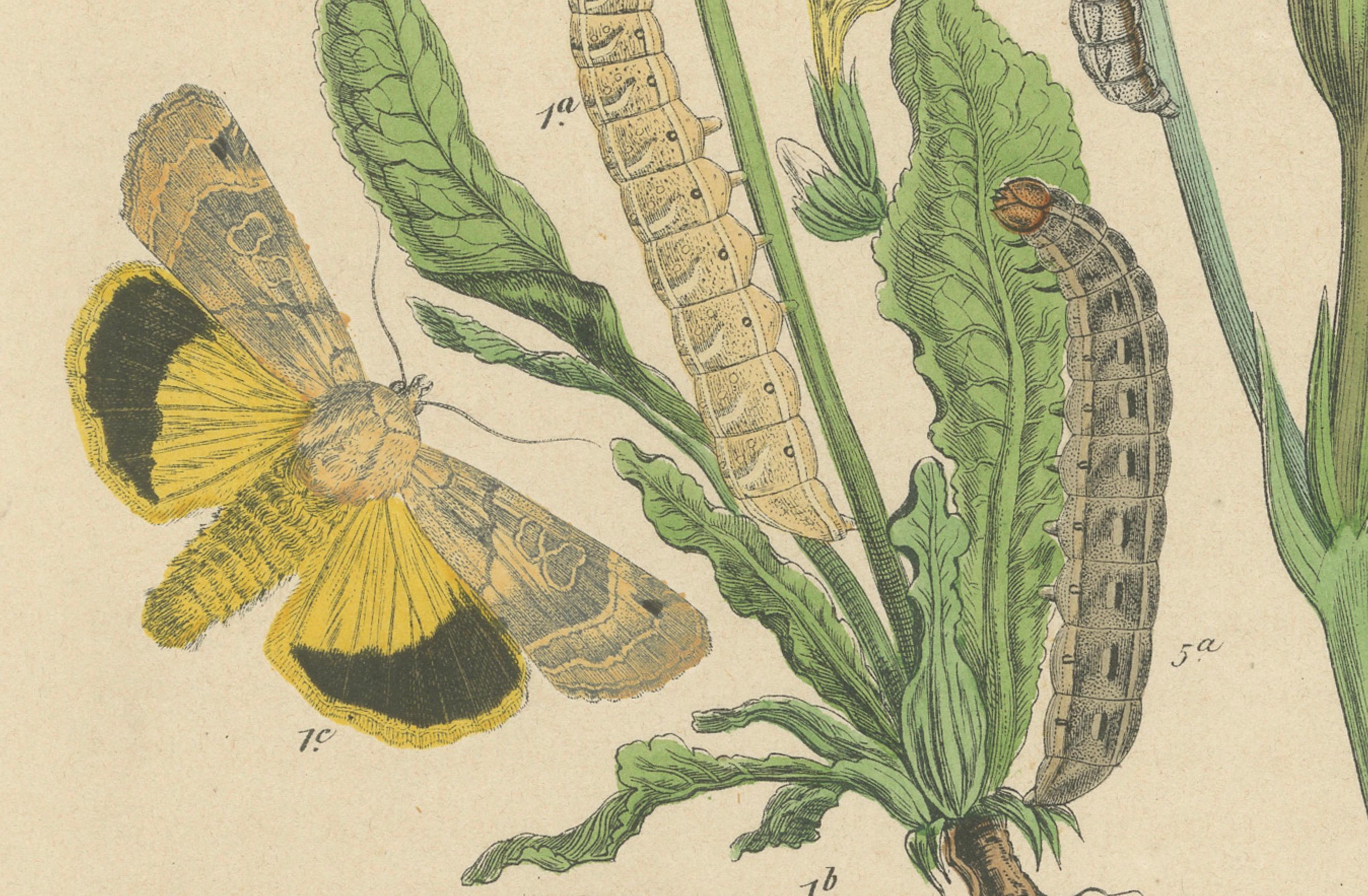 1882 Owl Moths: Lover's Knot and Heart and Dart Lithograph by Kirby In Good Condition For Sale In Langweer, NL