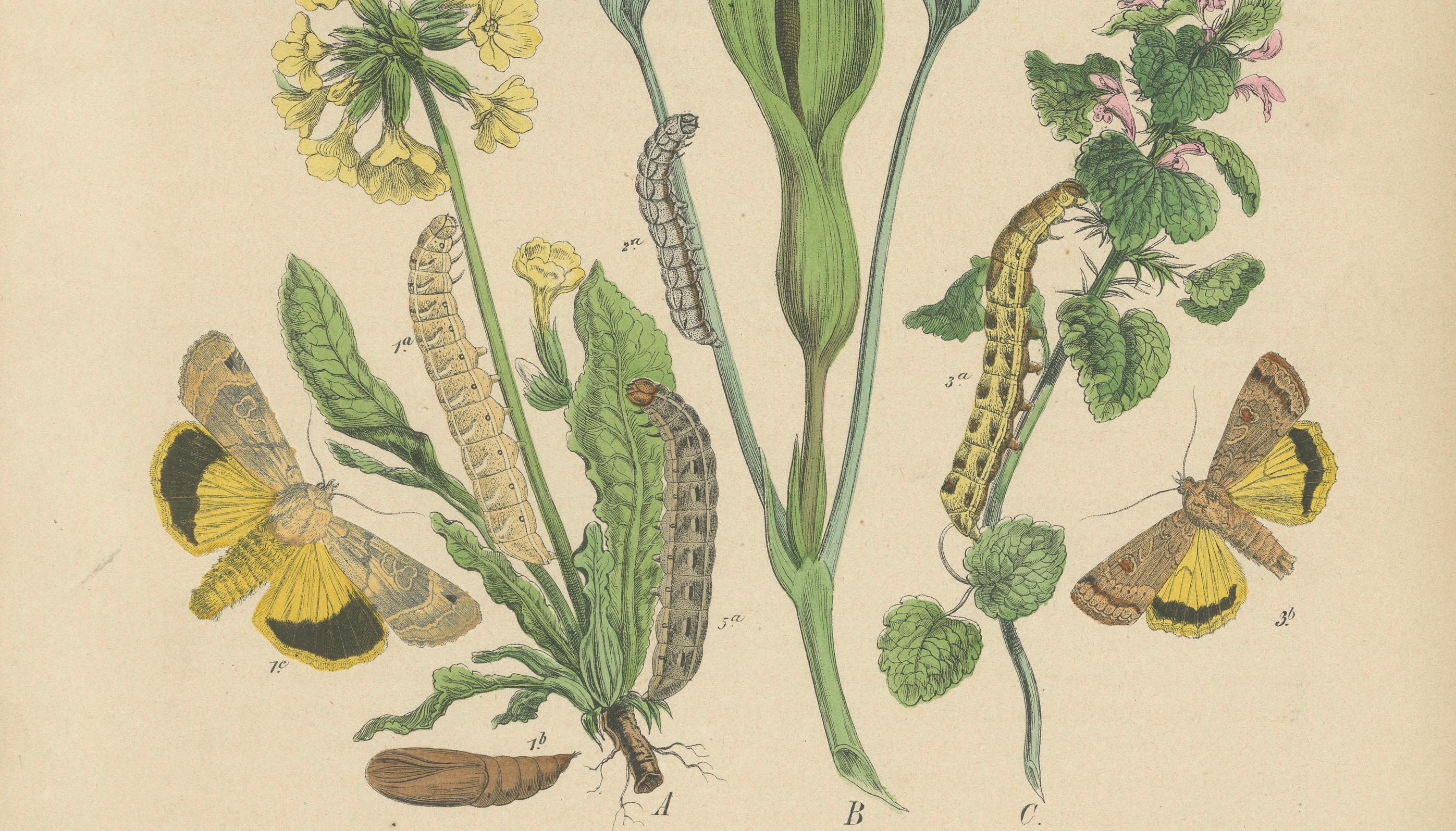 Late 19th Century 1882 Owl Moths: Lover's Knot and Heart and Dart Lithograph by Kirby For Sale