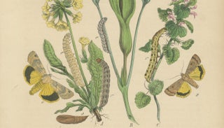 Owl Moths: Lover's Knot and Heart and Dart Lithograph by Kirby, 1882, view 4