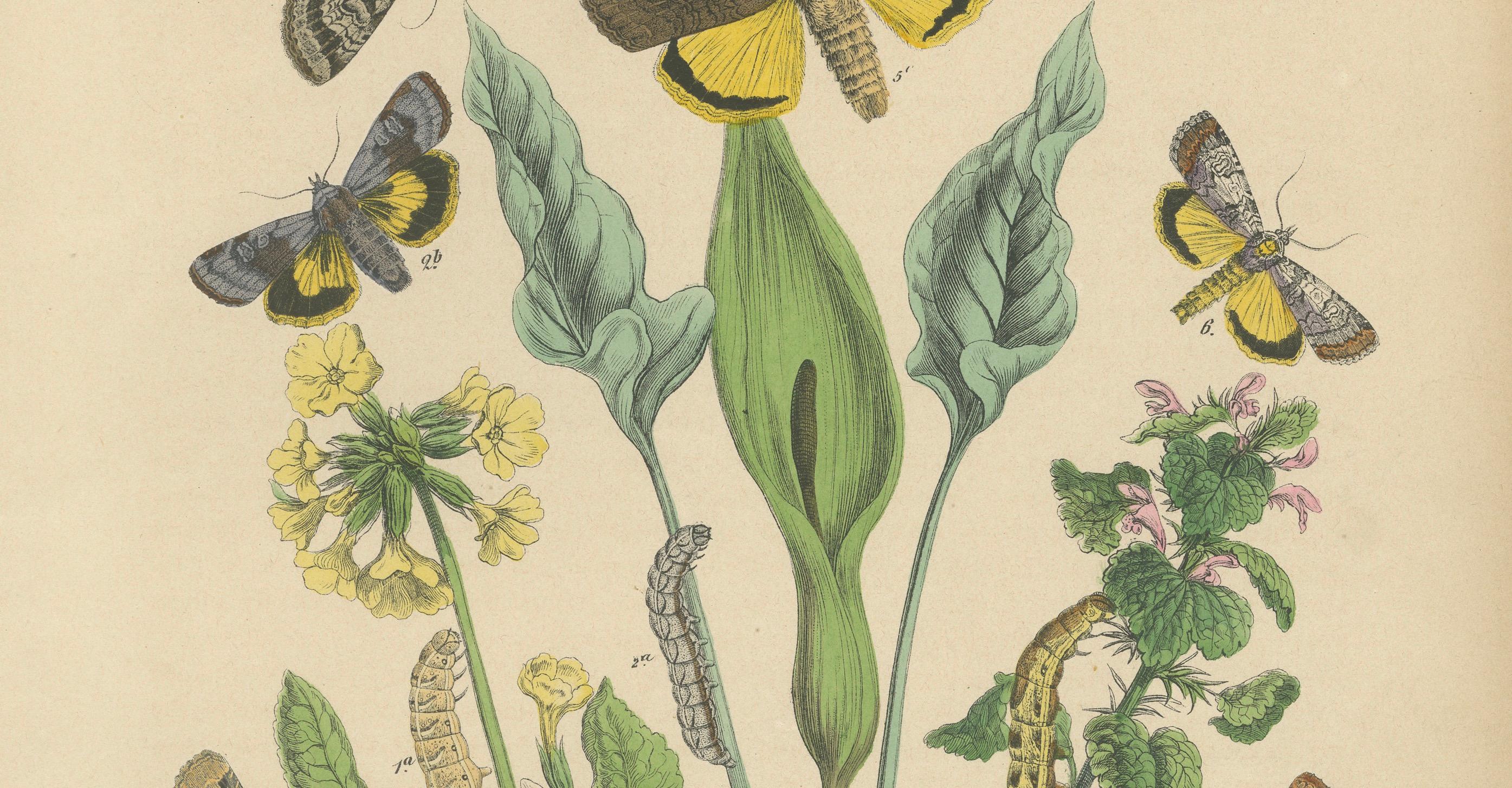 Paper 1882 Owl Moths: Lover's Knot and Heart and Dart Lithograph by Kirby For Sale